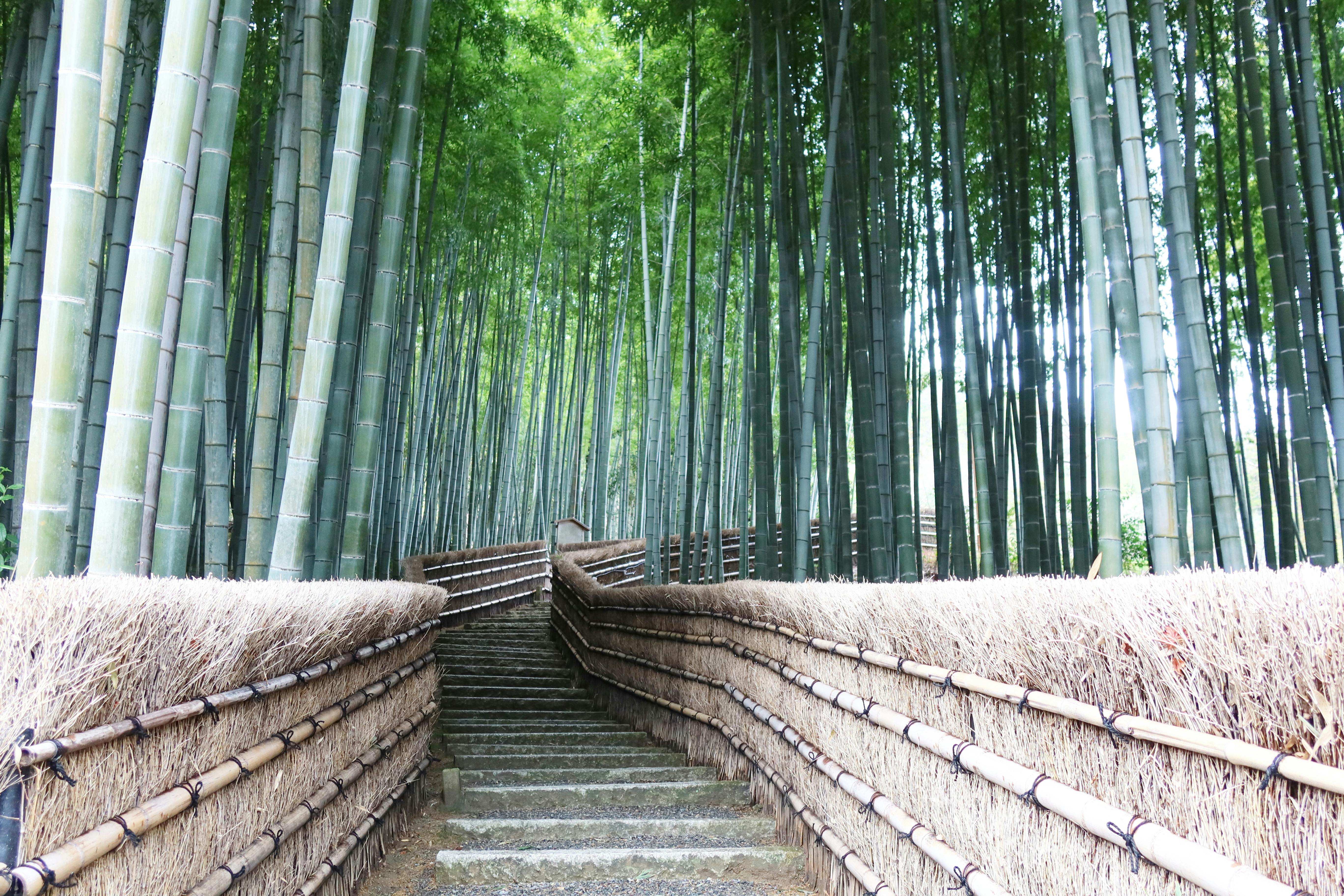 Arashiyama: O Bosque de Bambu Mágico de Quioto