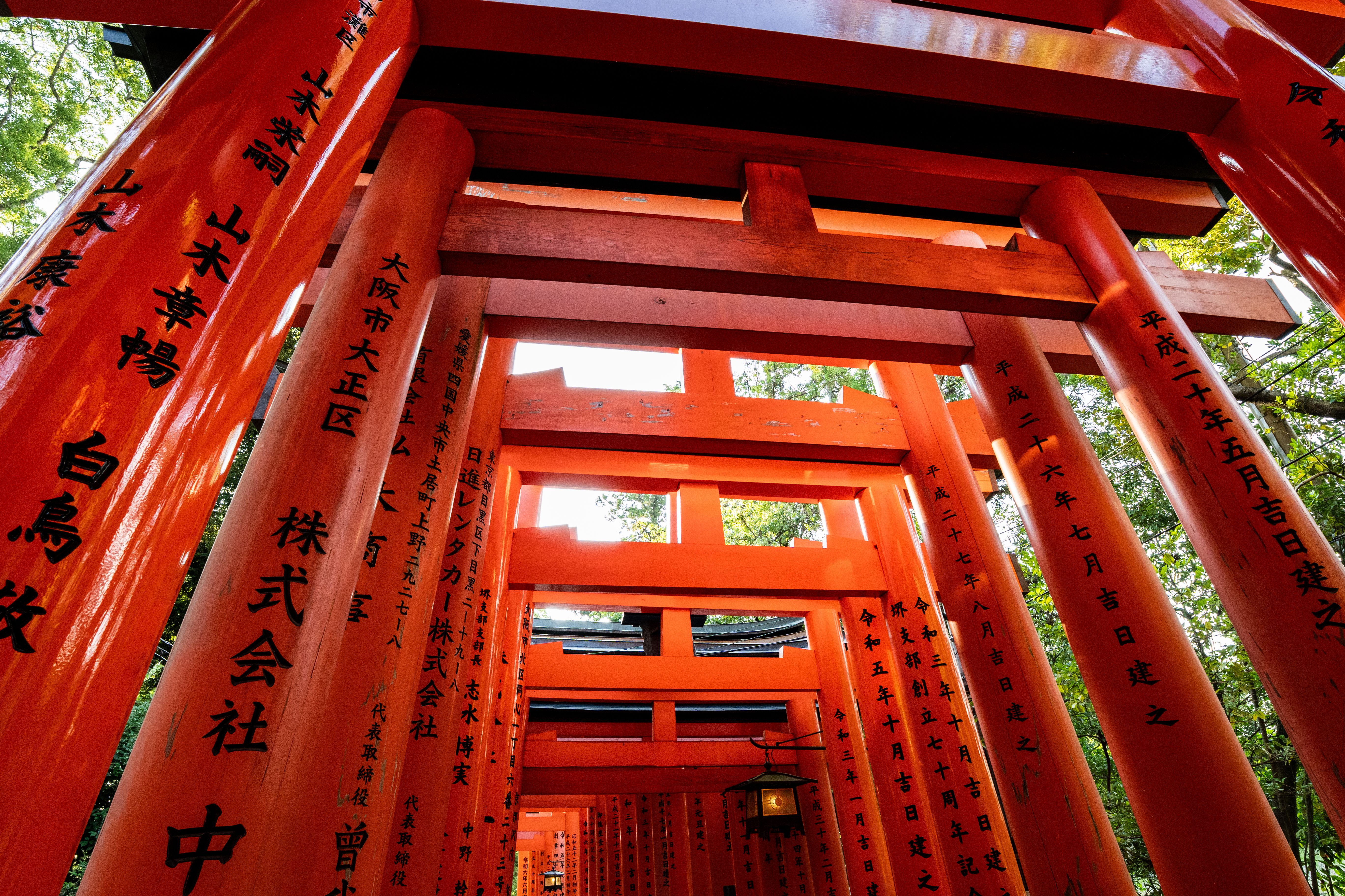 Fushimi Inari ao Amanhecer: os Mil Torii antes da Multidão Chegar