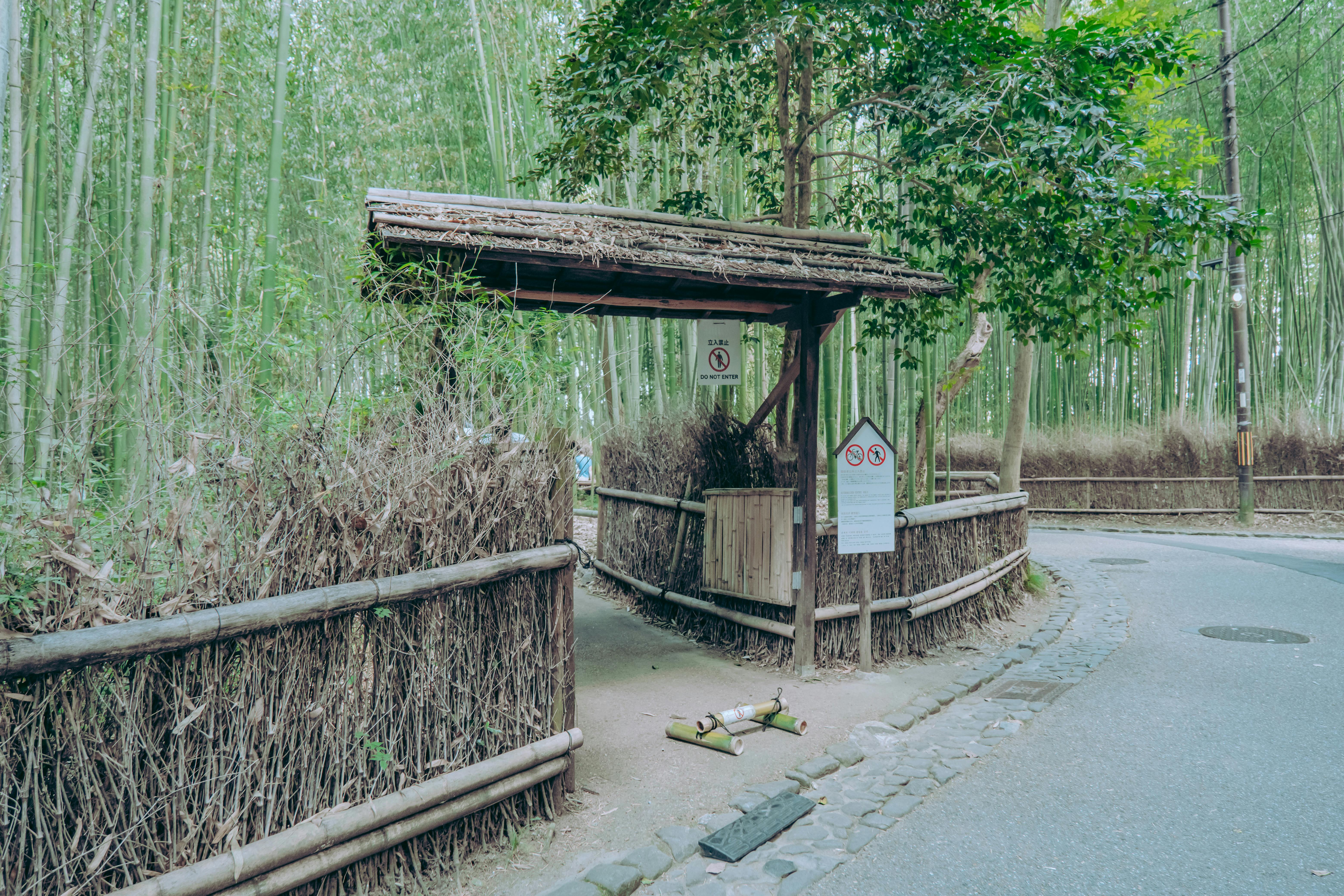Arashiyama: O Bosque de Bambu Mágico de Quioto